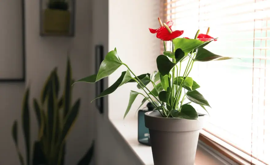 Anthurium fuori in estate - luce, acqua e temperature ideali