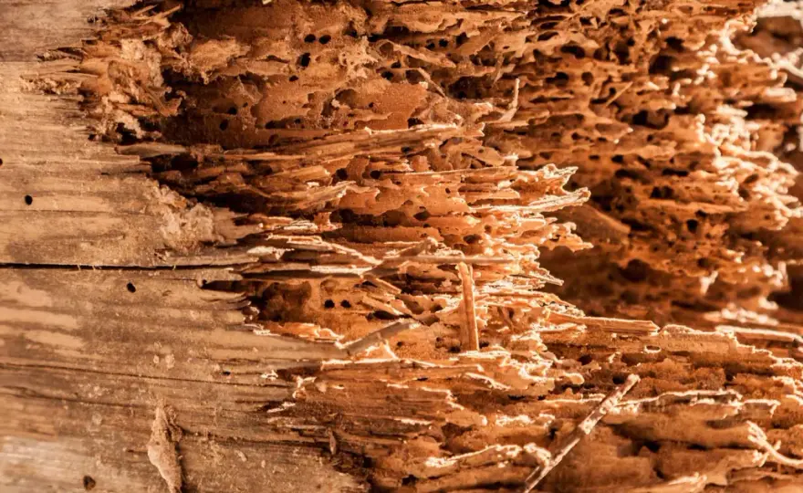 Legno tarlato, come capire se l’infestazione è attiva