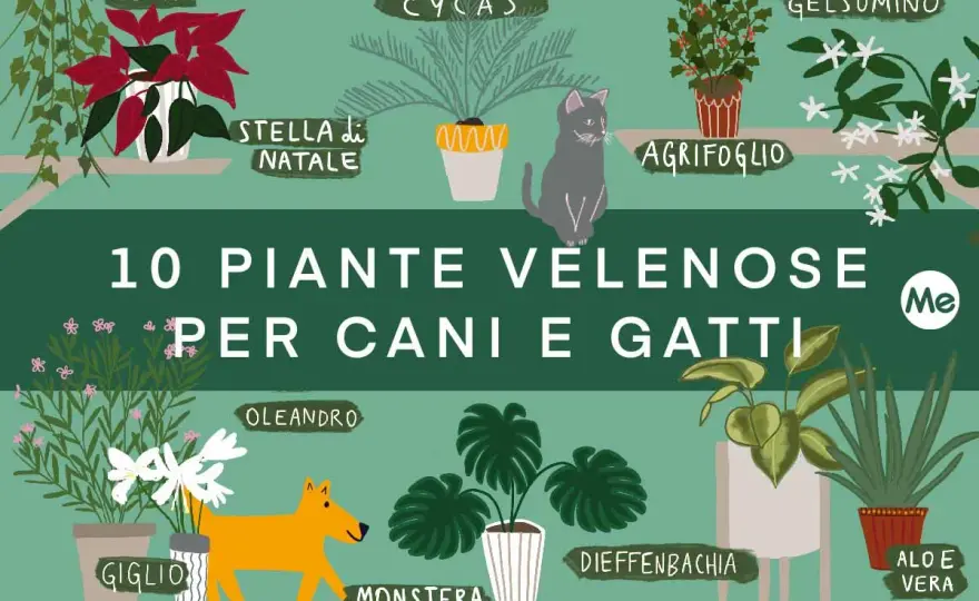 Piante velenose in casa e giardino - rischi e cosa fare