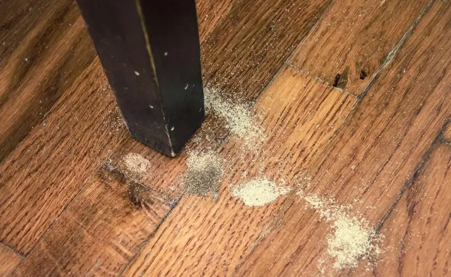 Tarli con le ali nel legno? Come capire se l’infestazione è attiva