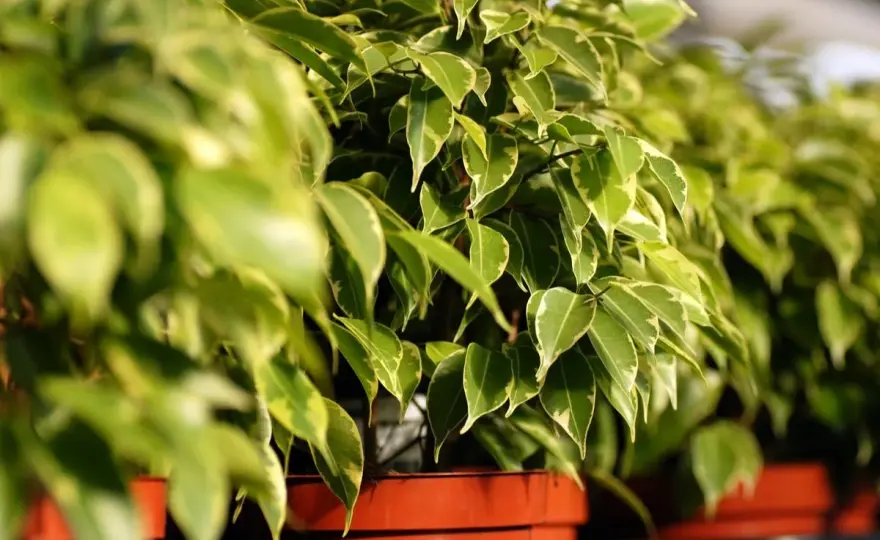 Ficus benjamin con foglie gialle? Come curarlo in casa