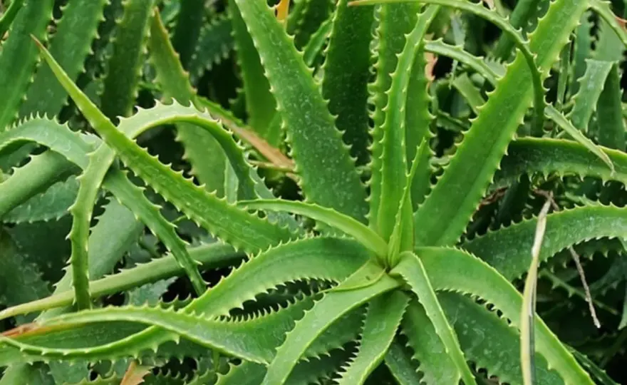 Come curare l’aloe in casa senza rischiare il marciume