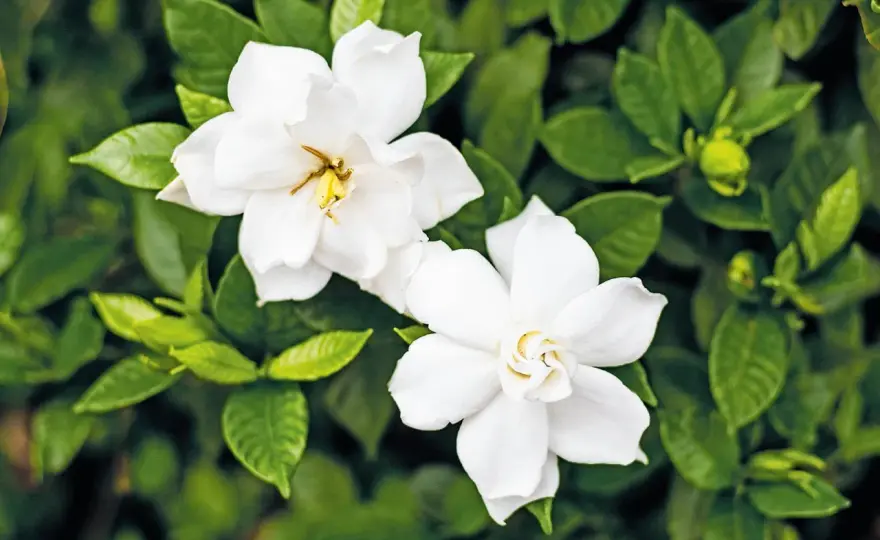 Fiori di giugno per balcone e giardino - varietà e cure