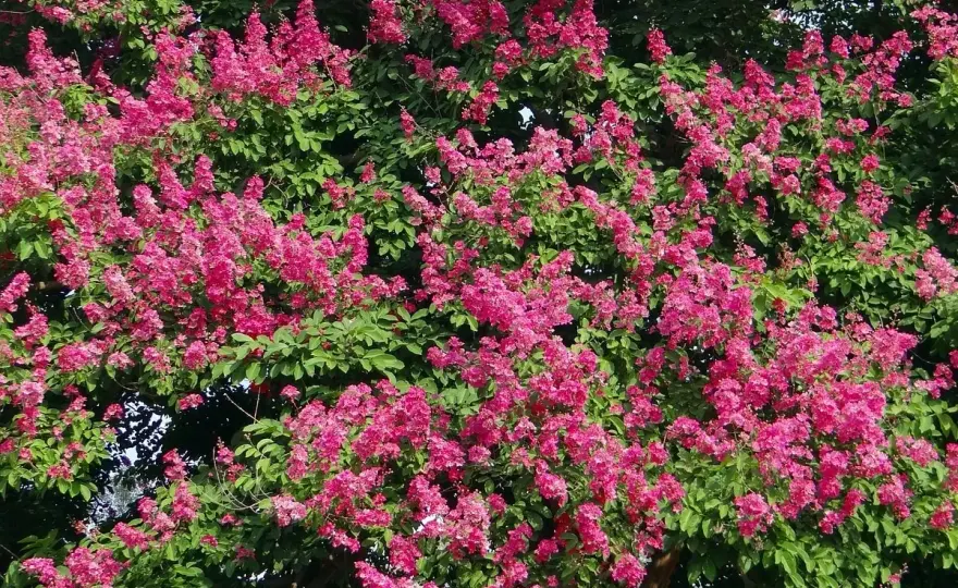 Piante che richiedono poca acqua per casa, balcone e giardino
