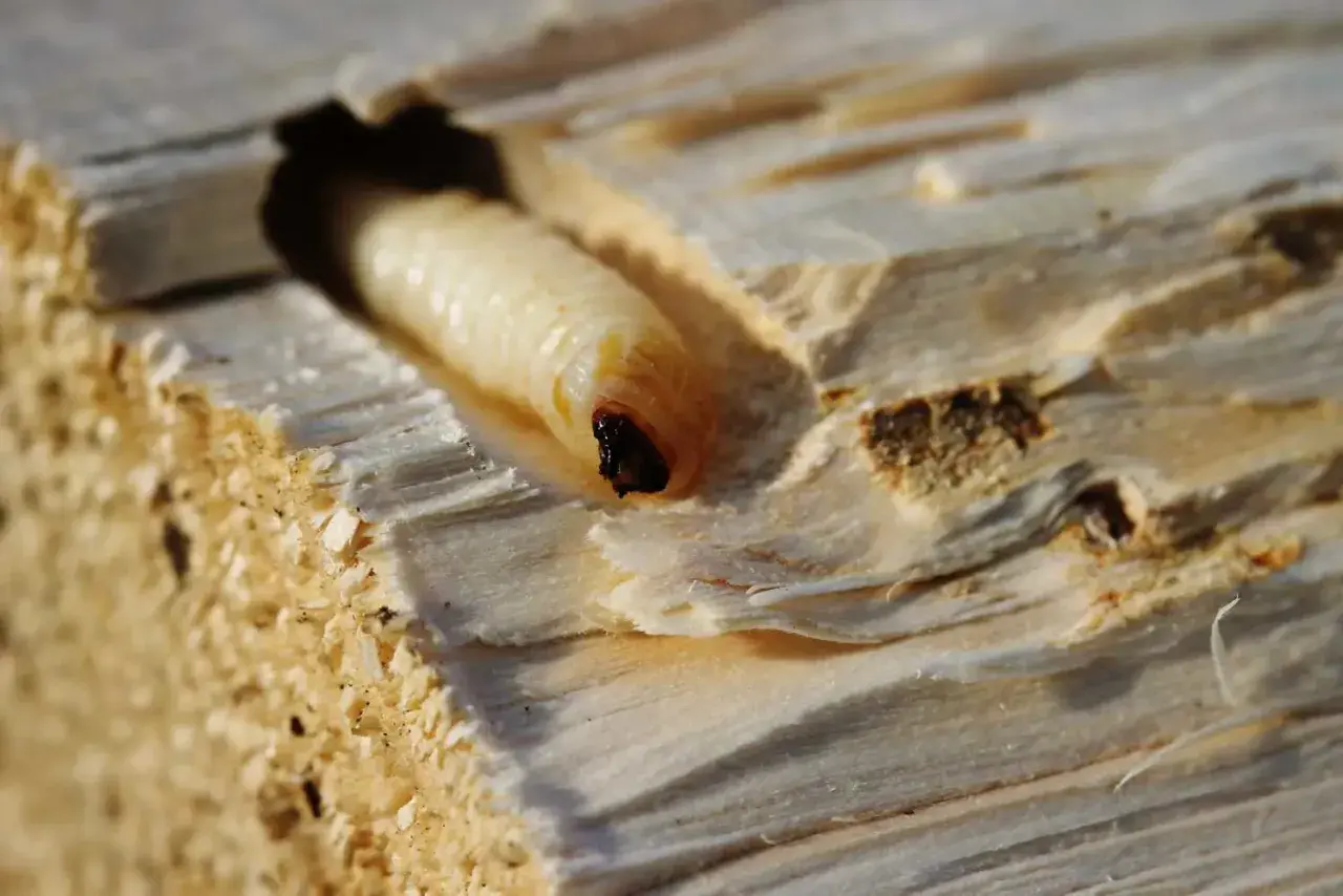 Larva di tarlo del legno, con la sua testa scura visibile, si muove in un tunnel scavato nel legno. Le dimensioni della larva sono evidenti nel confronto con il tunnel.