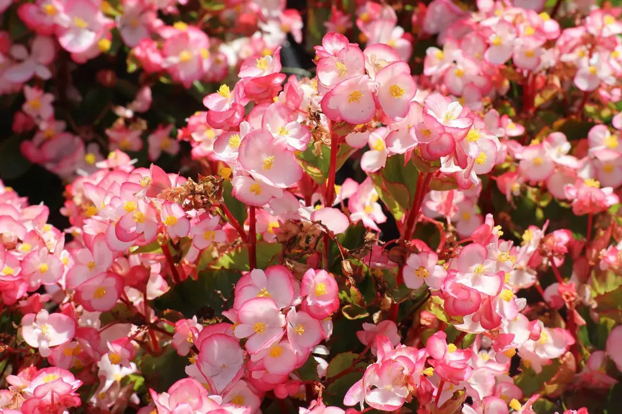 Un tripudio di fiori rosa e bianchi, con petali delicati e centri gialli. Diversi tipi di begonie creano un tappeto colorato e vivace.