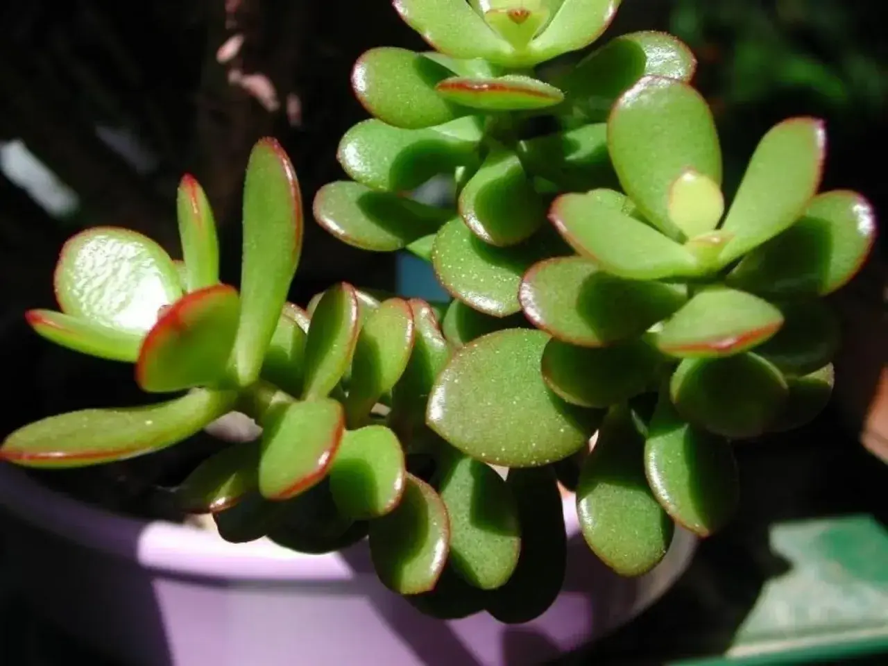 Piante grasse da interno nomi: una succulenta Crassula ovata con foglie carnose verdi bordate di rosso, in vaso viola.