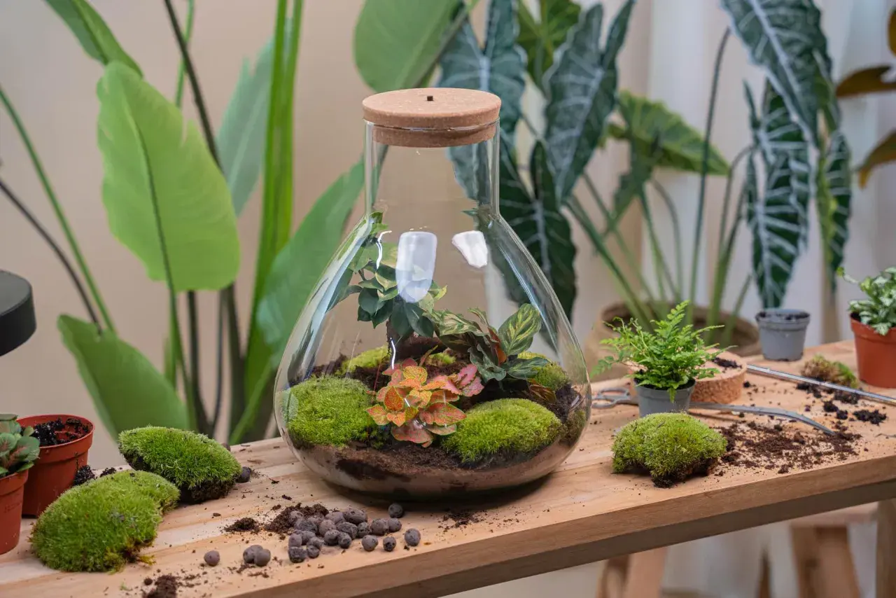 Un terrario fai da te in una grande fiasca di vetro con piante verdi, muschio e terra.