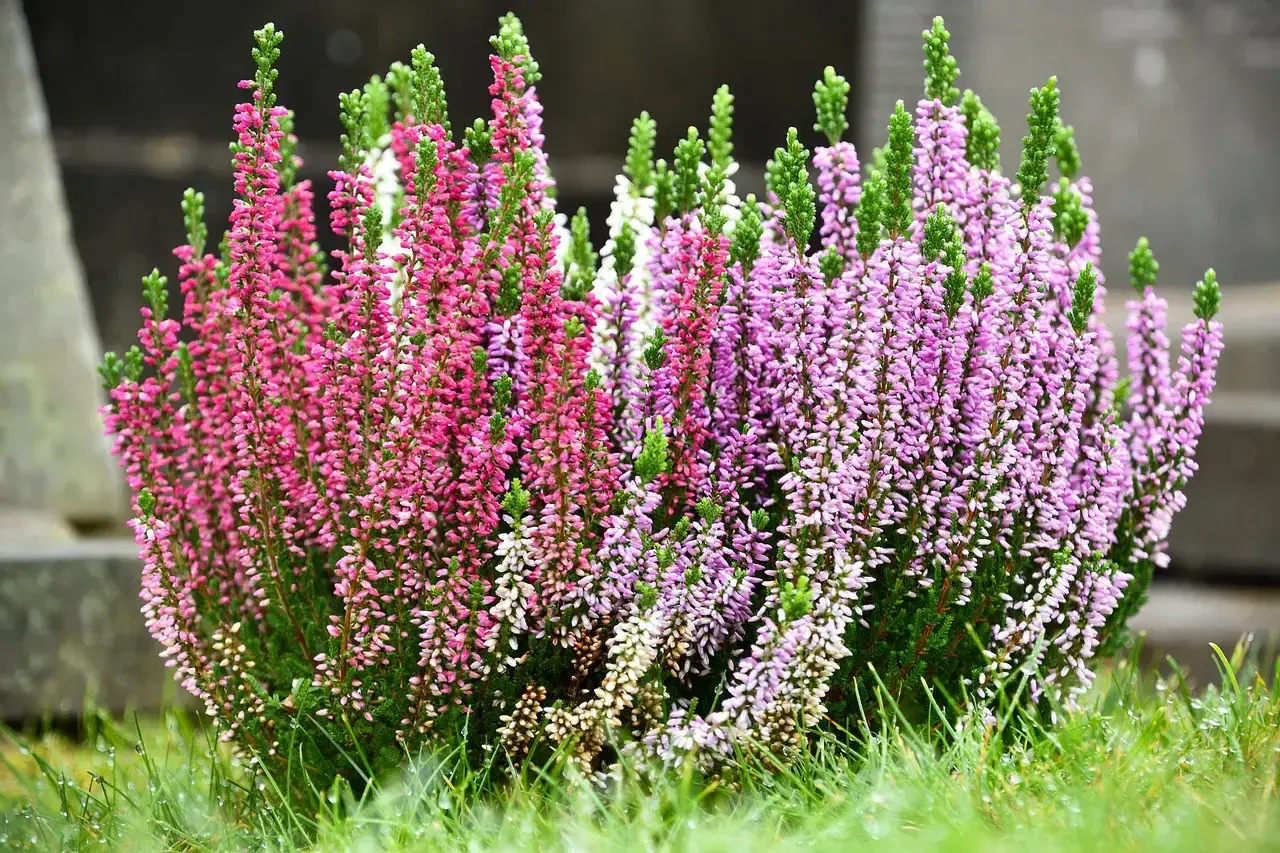 Fiori da piantare a settembre: un cespuglio di erica rosa e viola su un prato verde bagnato.