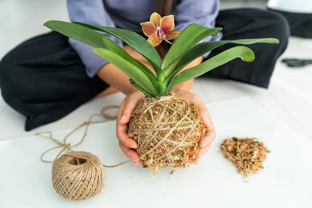 Mani che creano un kokedama, una palla di muschio e terra con un'orchidea, mostrando come si fa.