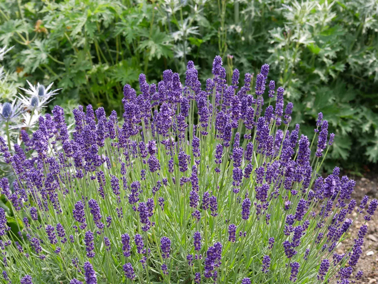 Un cespuglio rigoglioso di lavanda viola, con steli verdi e fiori profumati. Per sapere come curare la lavanda, osserva la sua salute e la fioritura.