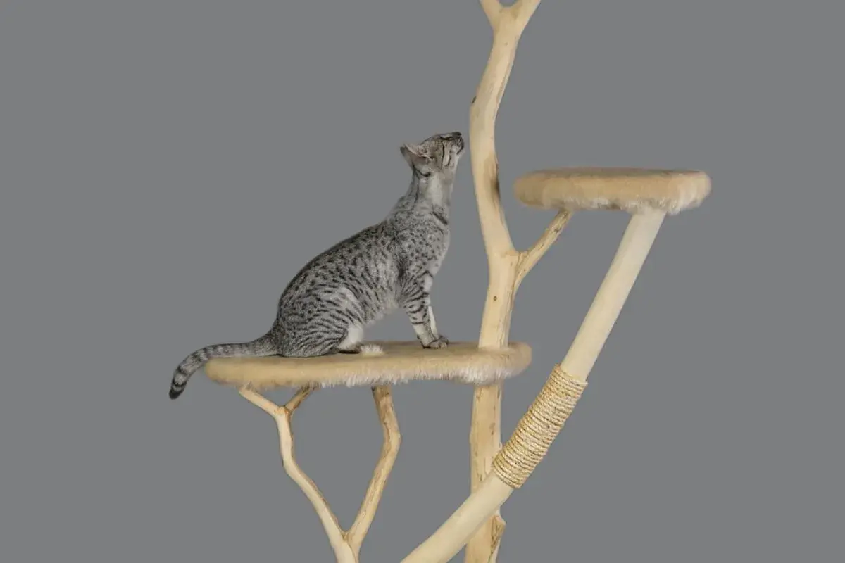 Gatto maculato su un tiragraffi per gatti fai da te, con piattaforme in legno e finta pelliccia.