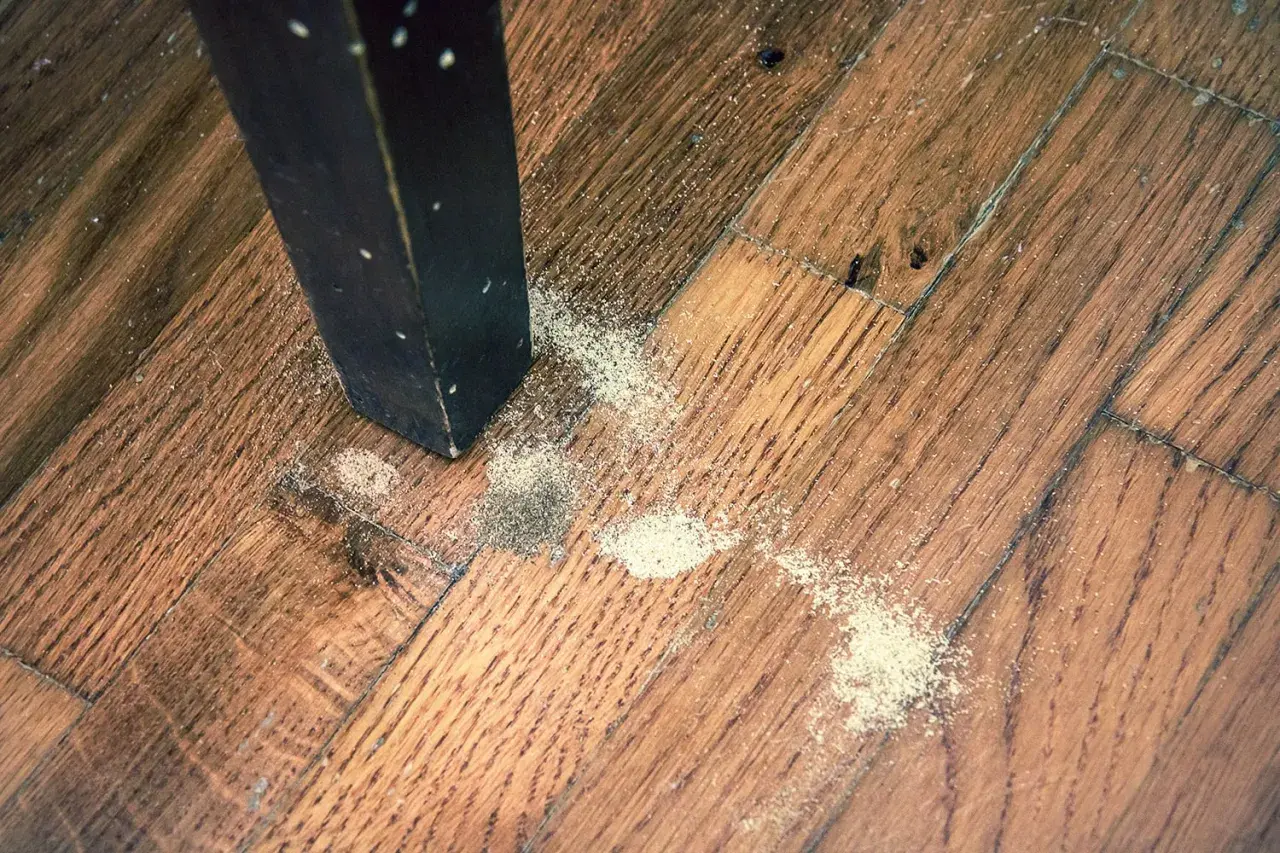 Segni di un tarlo adulto: polvere fine e detriti sul parquet vicino alla gamba di un mobile scuro.
