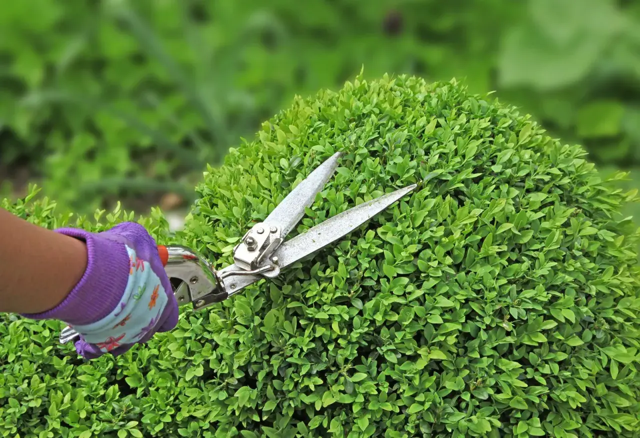 Mano guantata in viola che effettua il taglio siepi su un cespuglio verde e folto.