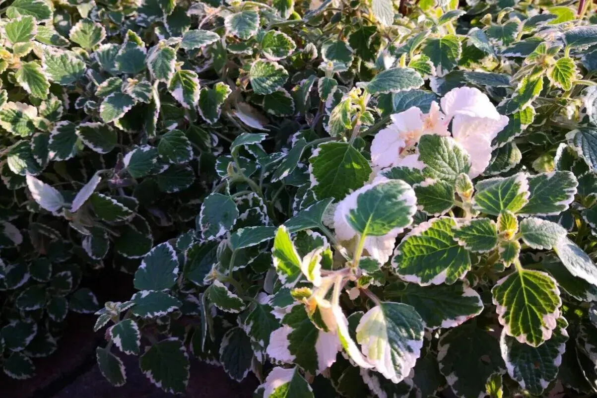 Pianta incenso inverno con foglie verdi e bordi bianchi, alcuni fiori bianchi sbocciano tra il fogliame.