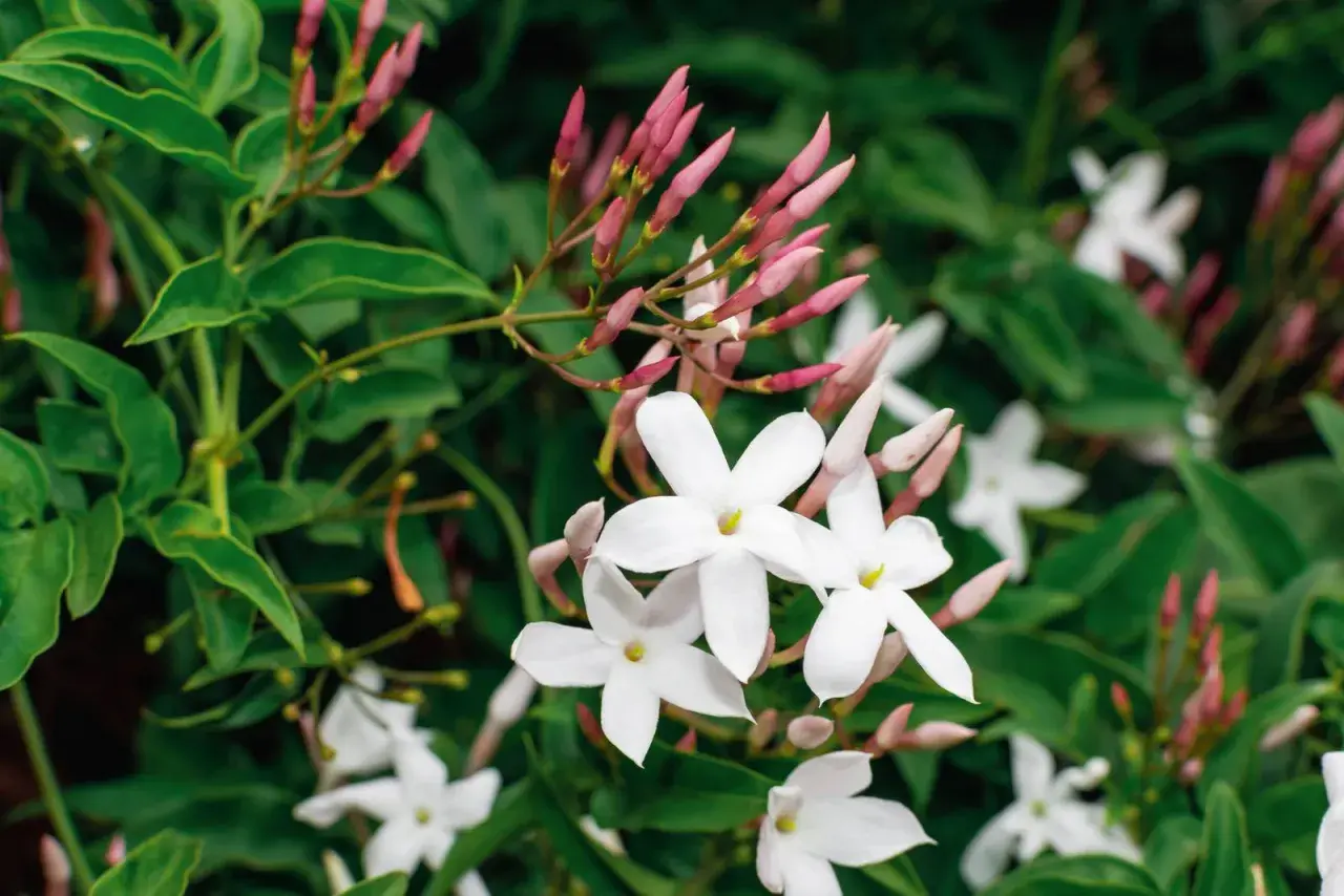 Fiori bianchi e boccioli rosa annunciano quando fiorisce il gelsomino, con foglie verdi lussureggianti.