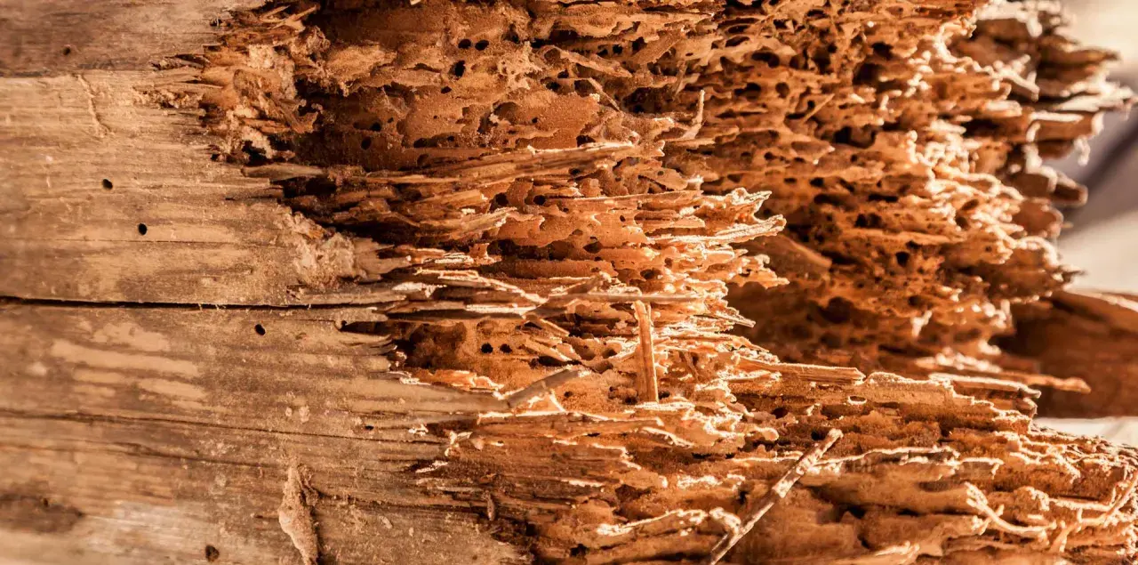 Legno tarlato, con gallerie e buchi che ne mostrano il significato di rovina e decadenza.