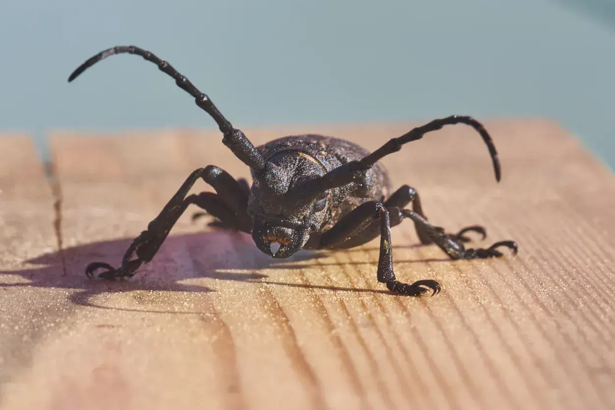 Un tarlo capricorno con lunghe antenne si muove su una superficie di legno.