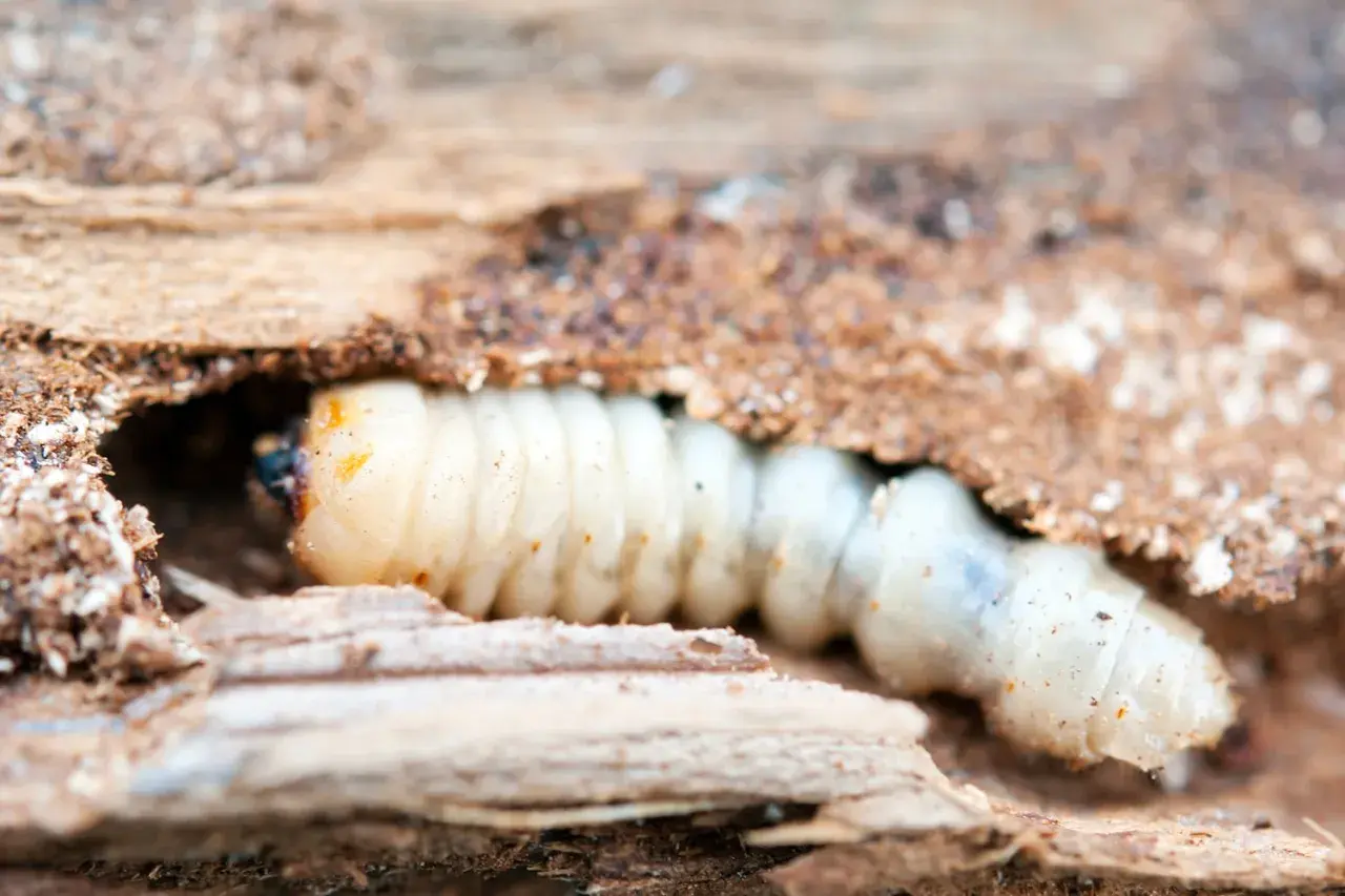 Larva di tarlo che si fa strada nel legno, mostrando come arrivano i tarli in casa.