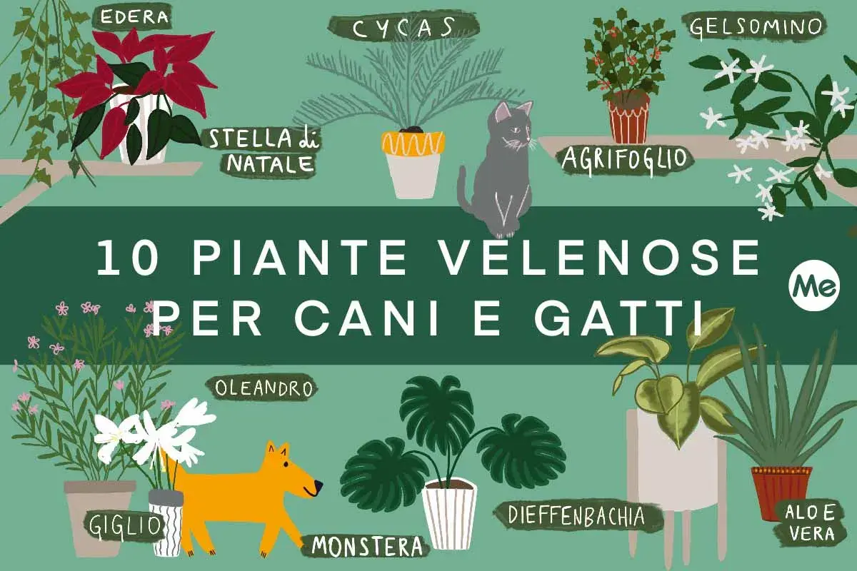 Illustrazione di piante velenose per cani e gatti: edera, stella di Natale, agrifoglio, oleandro, monstera, dieffenbachia, aloe vera, giglio, gelsomino, cycas.