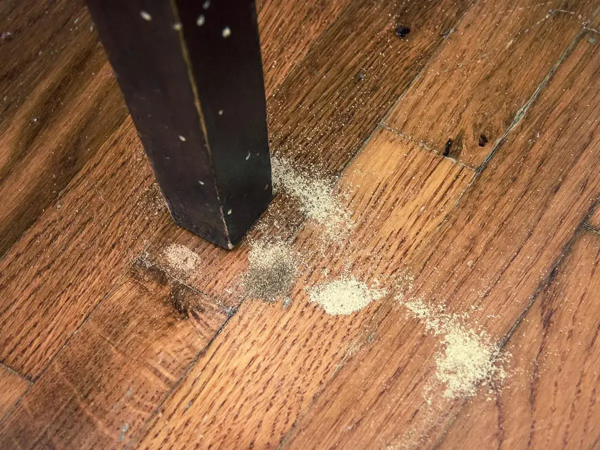 Polvere fine sul parquet vicino a una gamba di un mobile scuro, segno che i tarli con le ali hanno lasciato il loro passaggio.
