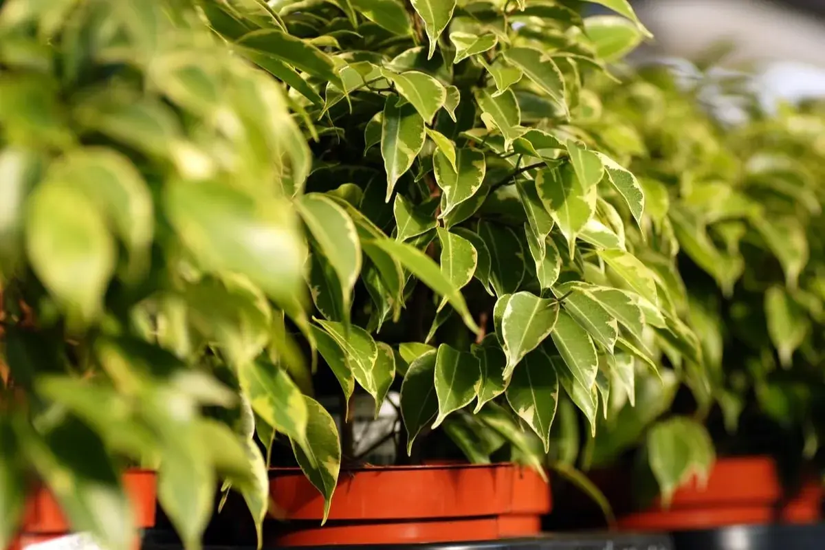 Fogli verdi e variegati di un ficus benjamin in vaso, con luce solare che illumina le foglie.