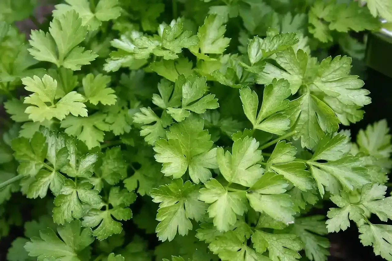 Foglie verdi e ricce di prezzemolo fresco, pronte per essere raccolte. Un ottimo momento quando si semina il prezzemolo per avere un raccolto abbondante.