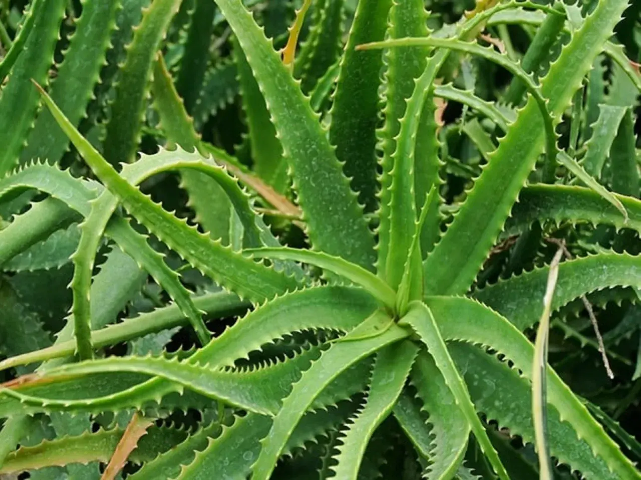 Primo piano di una rigogliosa aloe pianta, nota per le sue proprietà benefiche e la facile cura. Le foglie verdi e carnose sono bordate da piccole spine.