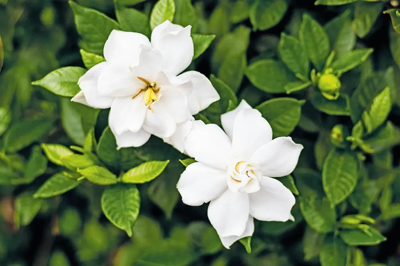 Fiori di giugno bianchi e profumati, con petali vellutati e pistilli dorati, circondati da foglie verdi lucide.