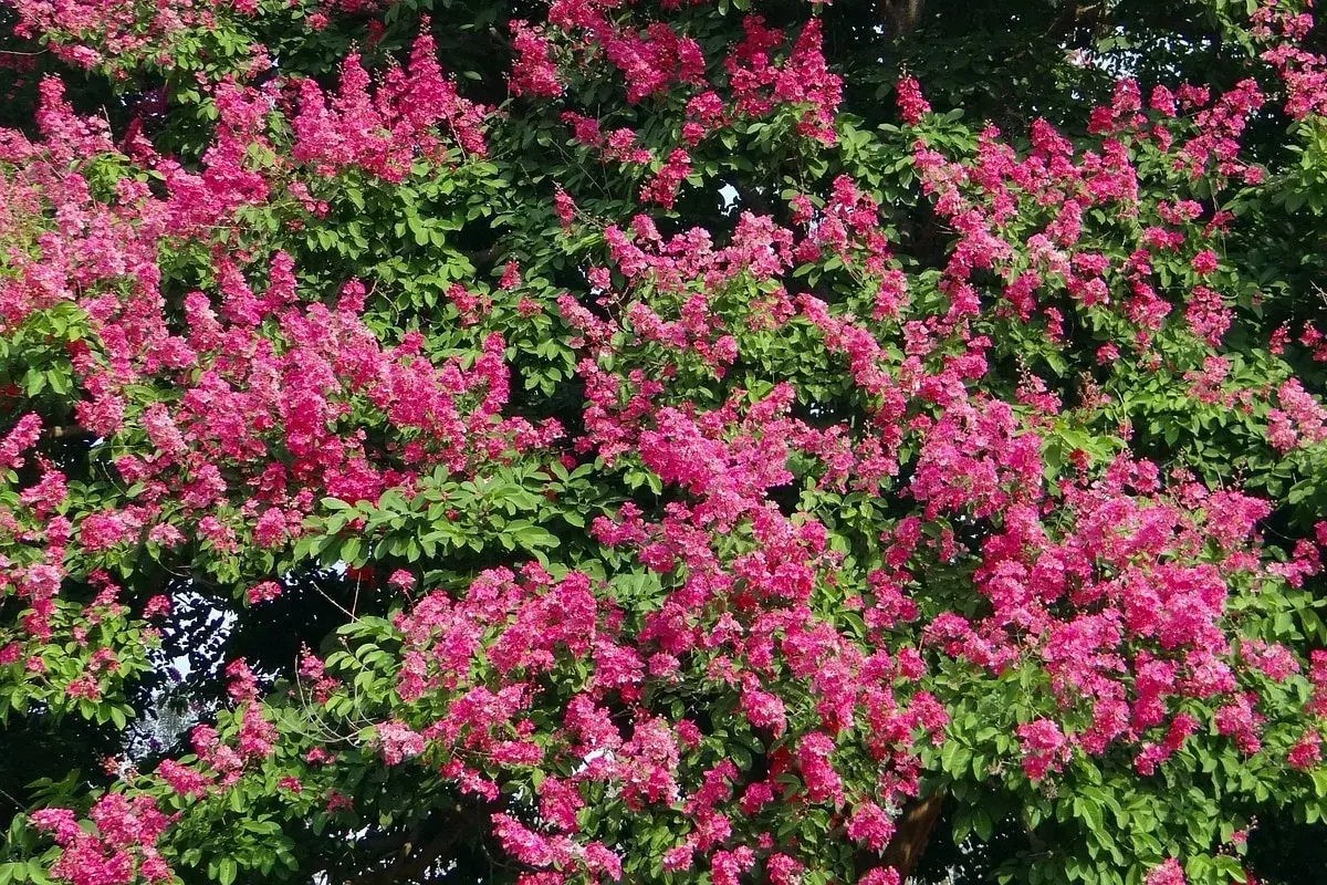 Fioritura rosa acceso su fogliame verde intenso. Queste piante che non hanno bisogno di acqua prosperano con poca irrigazione, un vero spettacolo naturale.