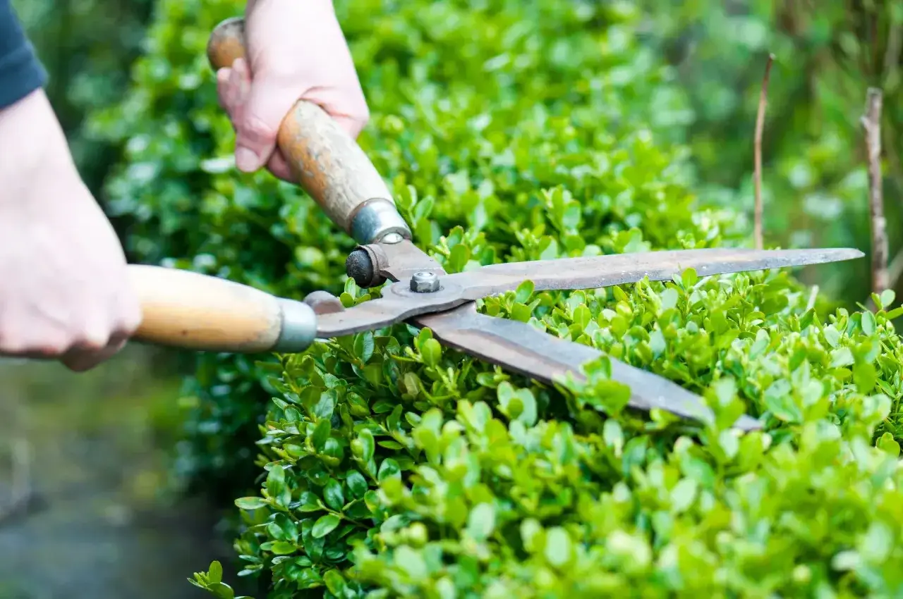 Mani che effettuano il taglio siepi con cesoie da giardinaggio su un cespuglio verde e rigoglioso.