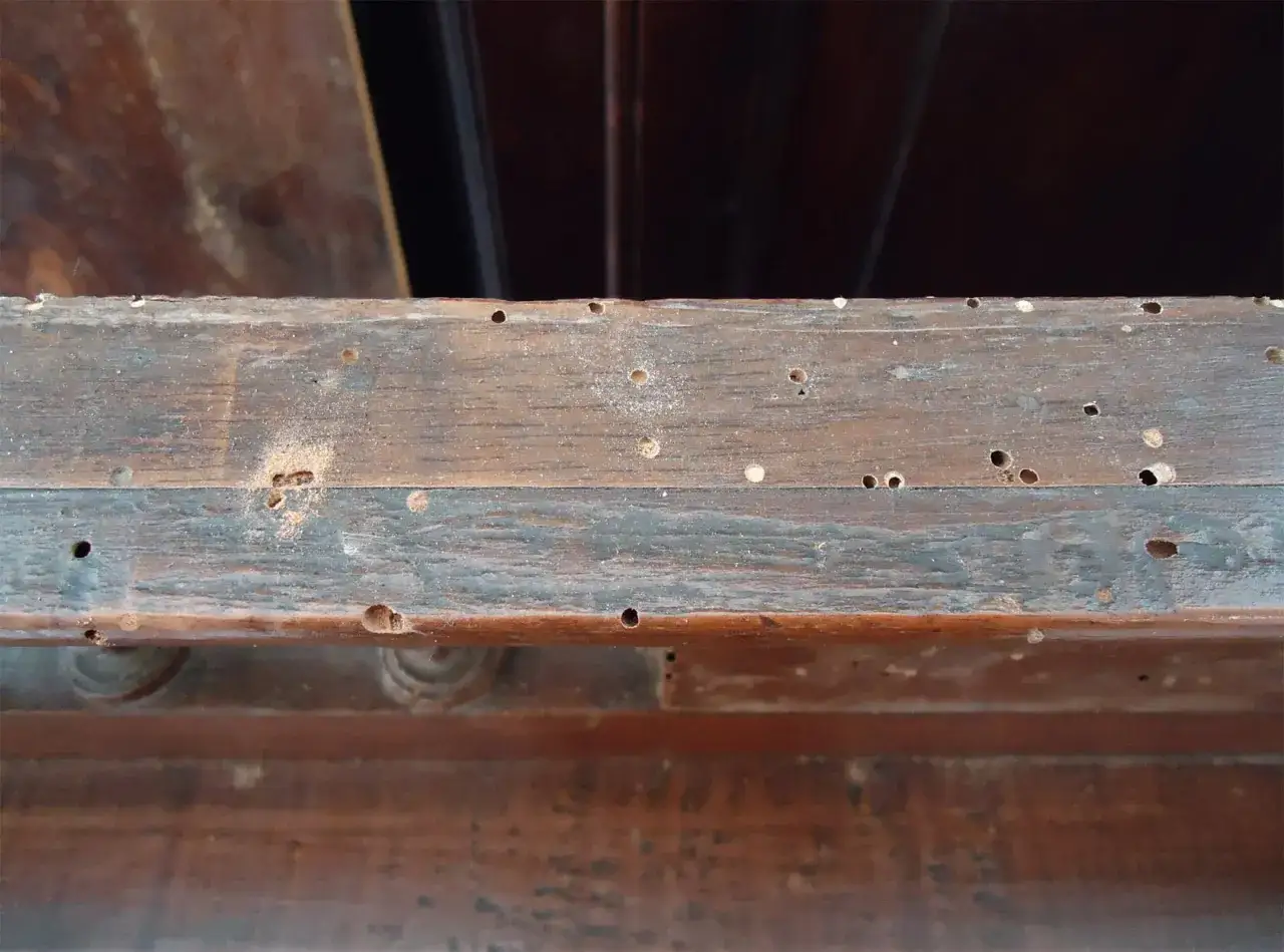 Legno rovinato da tarli con le ali, piccoli fori e polvere indicano la loro presenza.