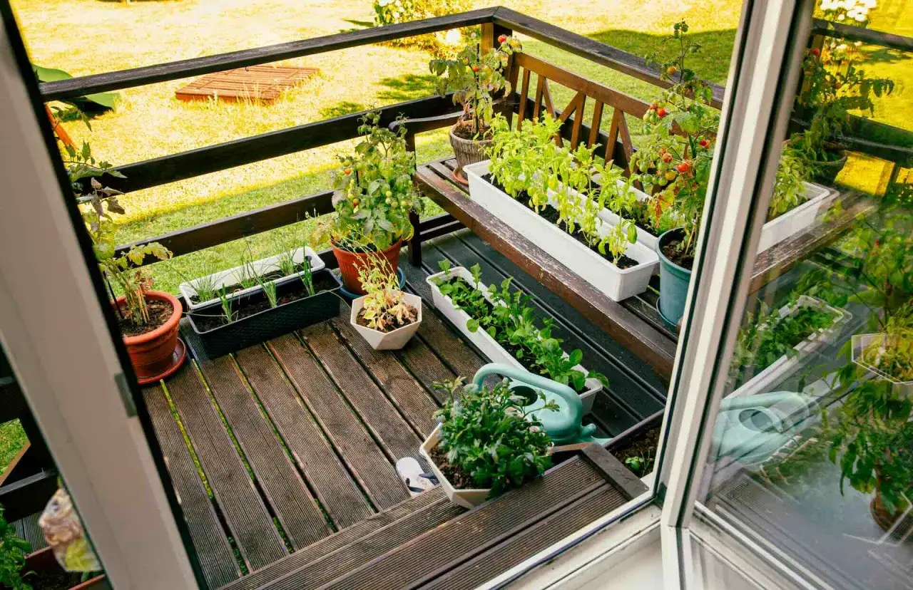 Balcone con vasi di piante aromatiche: basilico, pomodori, erbe varie. Un elenco di piante aromatiche da coltivare in vaso.
