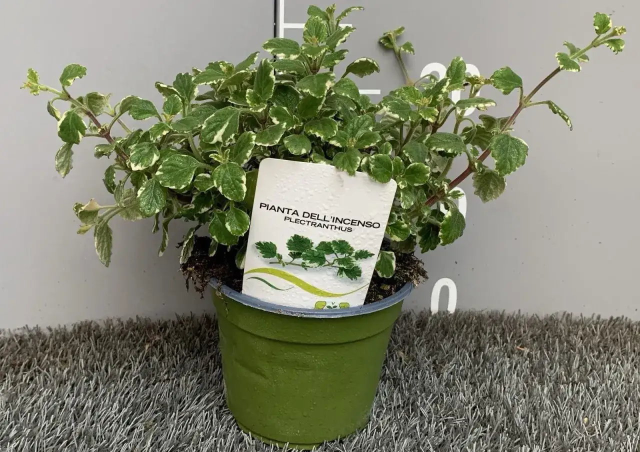Pianta dell'incenso Plectranthus in vaso verde, con foglie variegate di verde e bianco. Perfetta per portare profumo in casa anche in inverno.