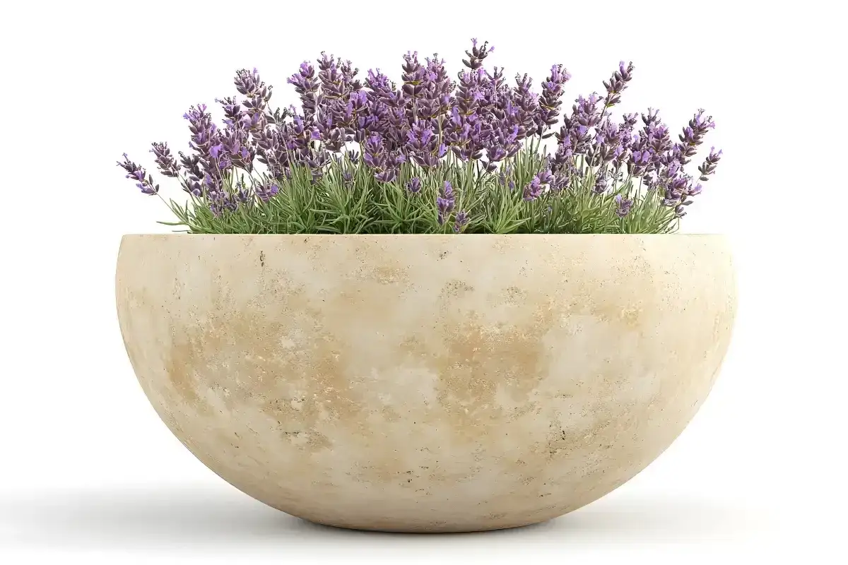 Lavanda in vaso di pietra, perfetta per chi cerca consigli su come curare la lavanda e godere del suo profumo.