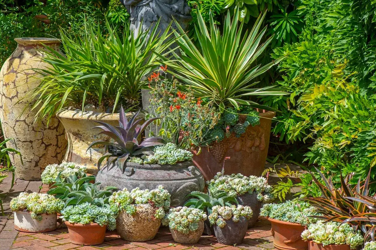 Giardino con piante succulente e yucca, esempi di piante che non hanno bisogno di acqua, in vasi di terracotta e pietra.