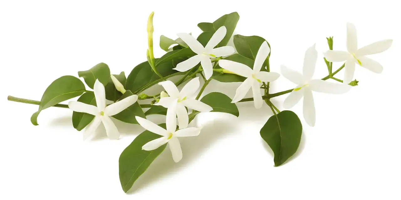 Un ramo di gelsomino bianco, con foglie verdi e boccioli, celebra quando fiorisce il gelsomino.
