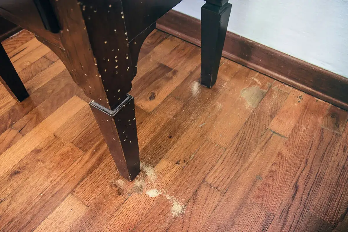Legno scuro con piccoli fori e segatura sul pavimento: ecco come arrivano i tarli in casa, un segno di infestazione.