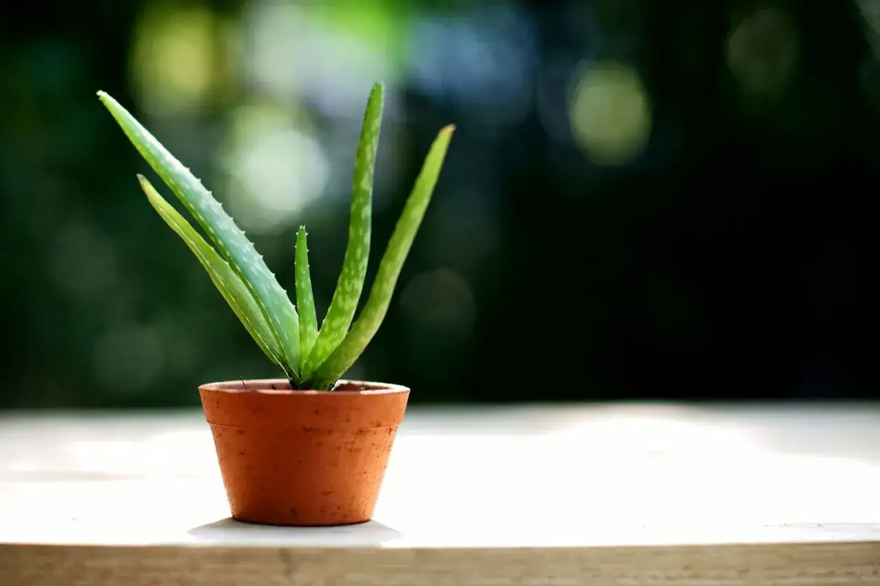 Pianta di aloe in vaso di terracotta, perfetta per la cura della pelle e per decorare.