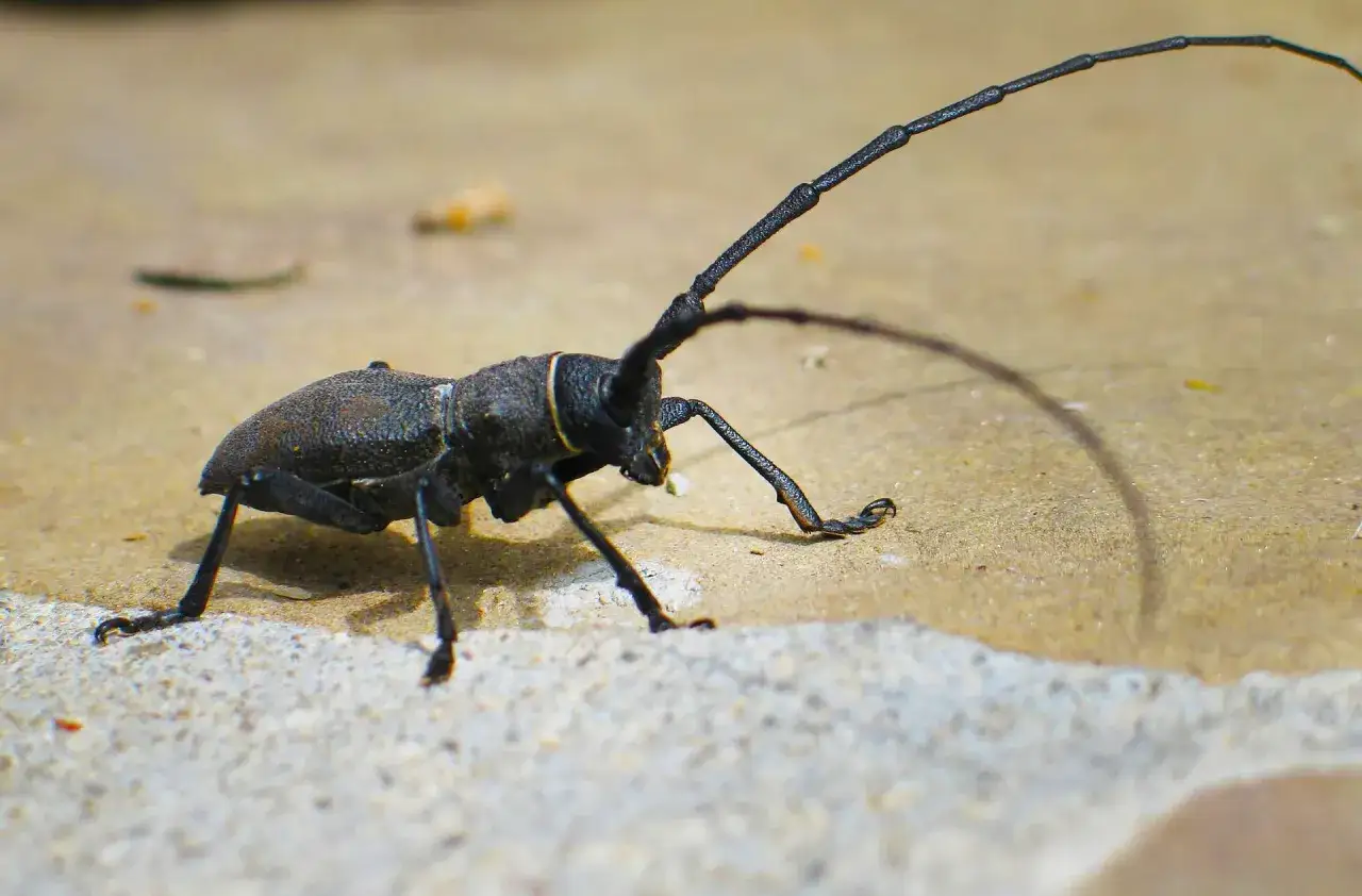Un insetto scuro, un tarlo capricorno, con lunghe antenne si muove su una superficie chiara e granulosa.