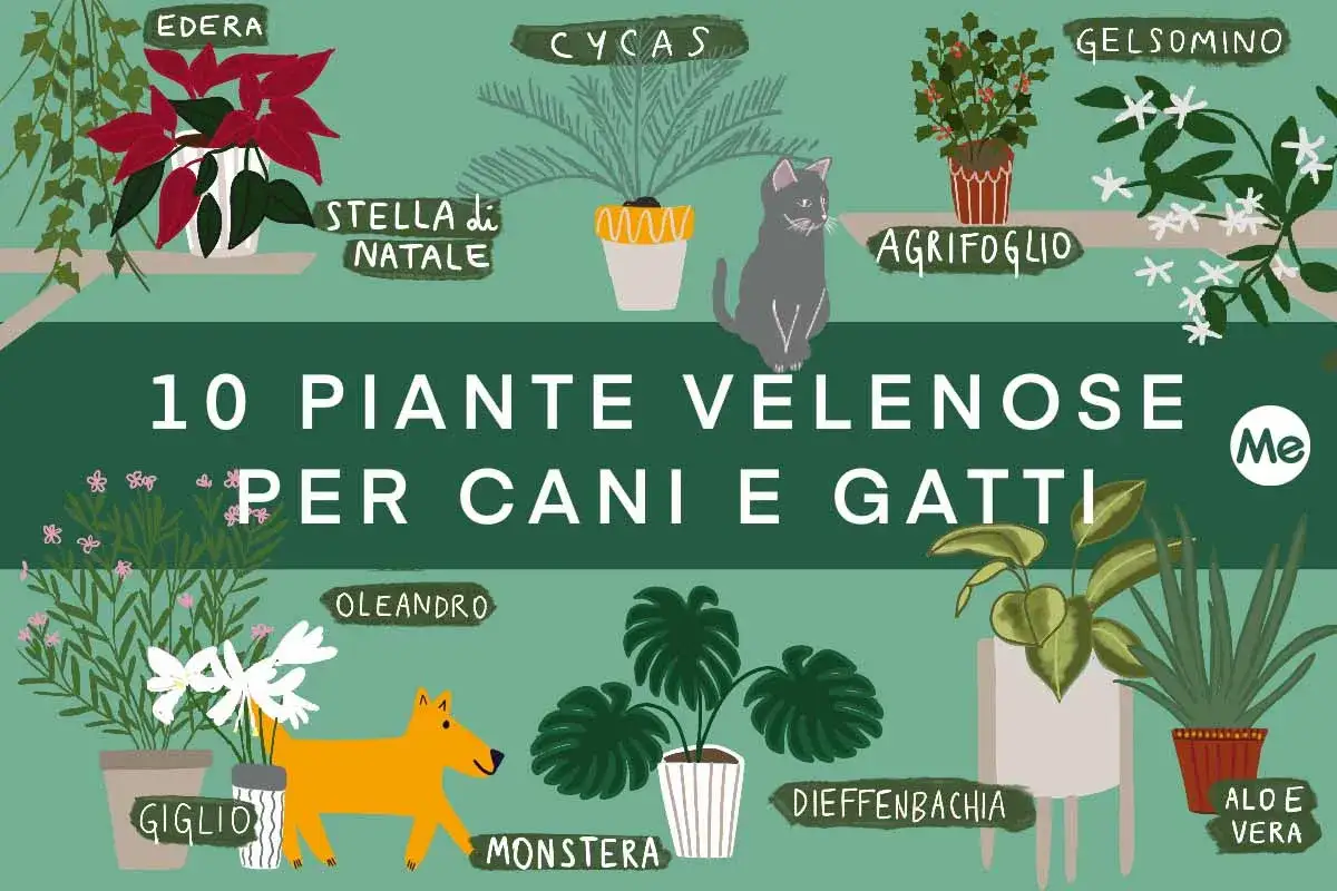 Illustrazione di piante velenose per cani e gatti: edera, stella di Natale, agrifoglio, oleandro, monstera, dieffenbachia, aloe vera, giglio, gelsomino e cycas.