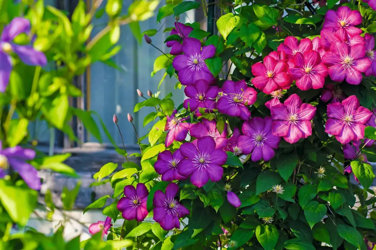Fiori di giugno in piena fioritura, con petali viola e fucsia che si aprono tra il verde brillante delle foglie.