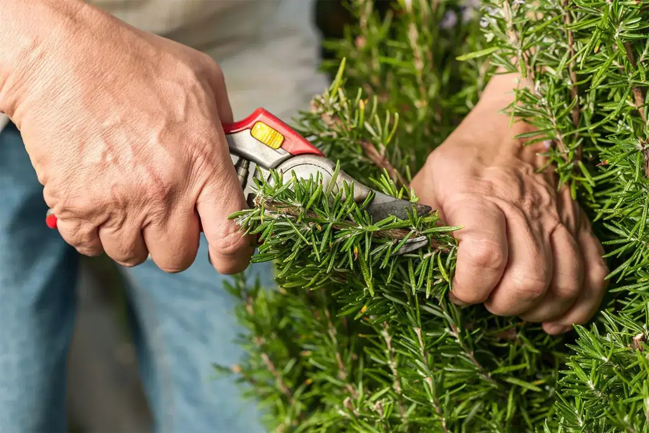 Mani che potano il rosmarino con cesoie, raccogliendo erbe aromatiche fresche per la cucina.