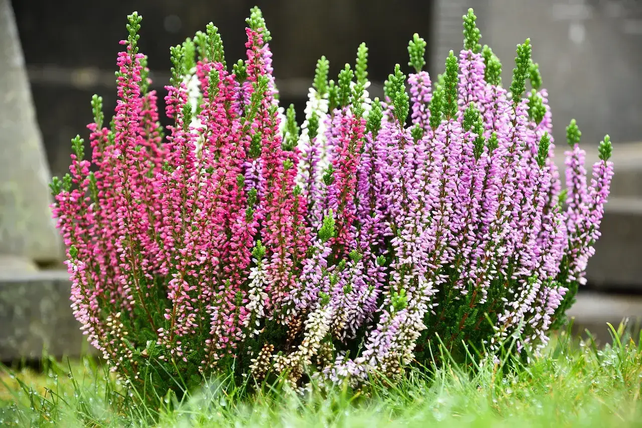 Fiori di erica rosa e viola, perfetti fiori da piantare a settembre per un tocco di colore autunnale.