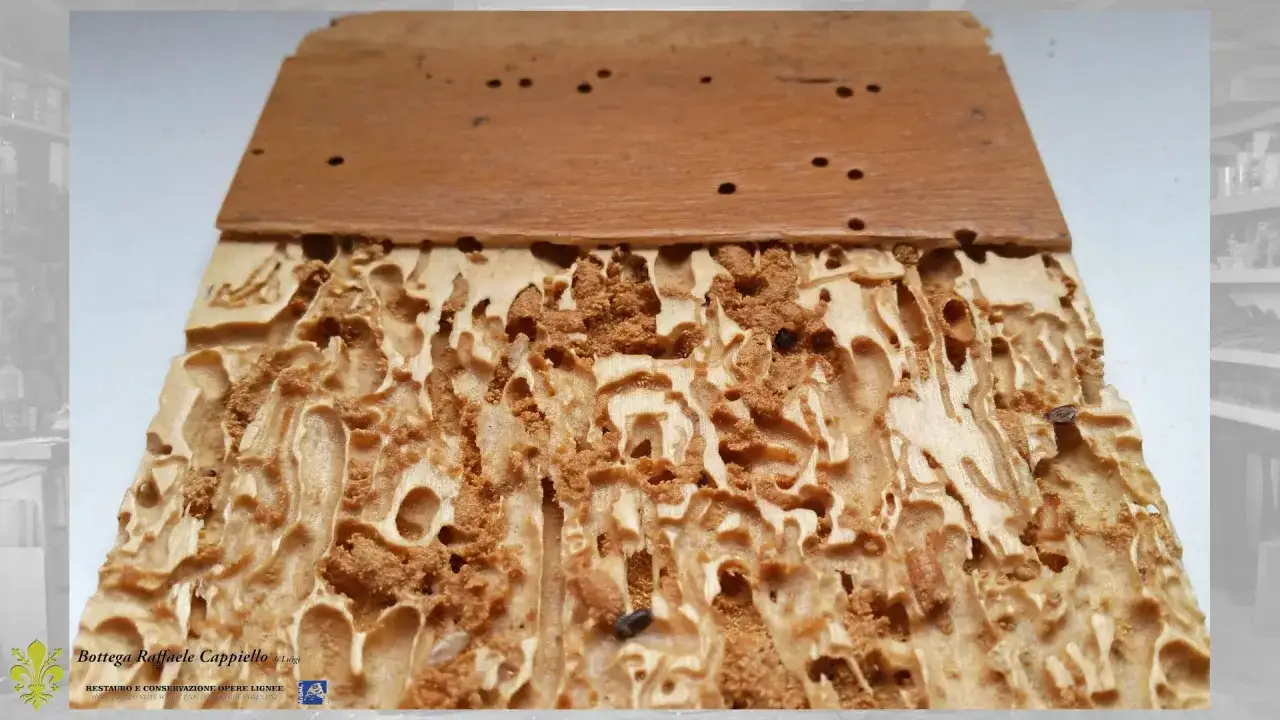Legno tarlato, con gallerie scavate da insetti. Il tarlato significato è la distruzione del legno causata da tarli.