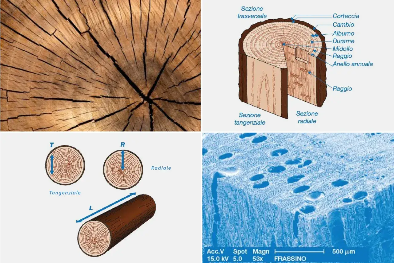 Dettagli anatomici del legno: la sezione trasversale mostra l'alburno, la parte viva dell'albero, e altre strutture.