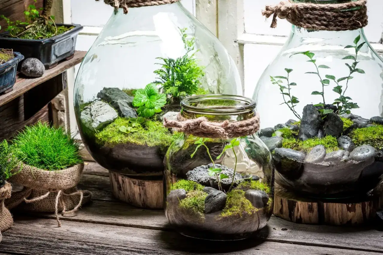 Piccoli ecosistemi verdi in contenitori di vetro, un incantevole terrario fai da te con muschio, pietre e piantine.