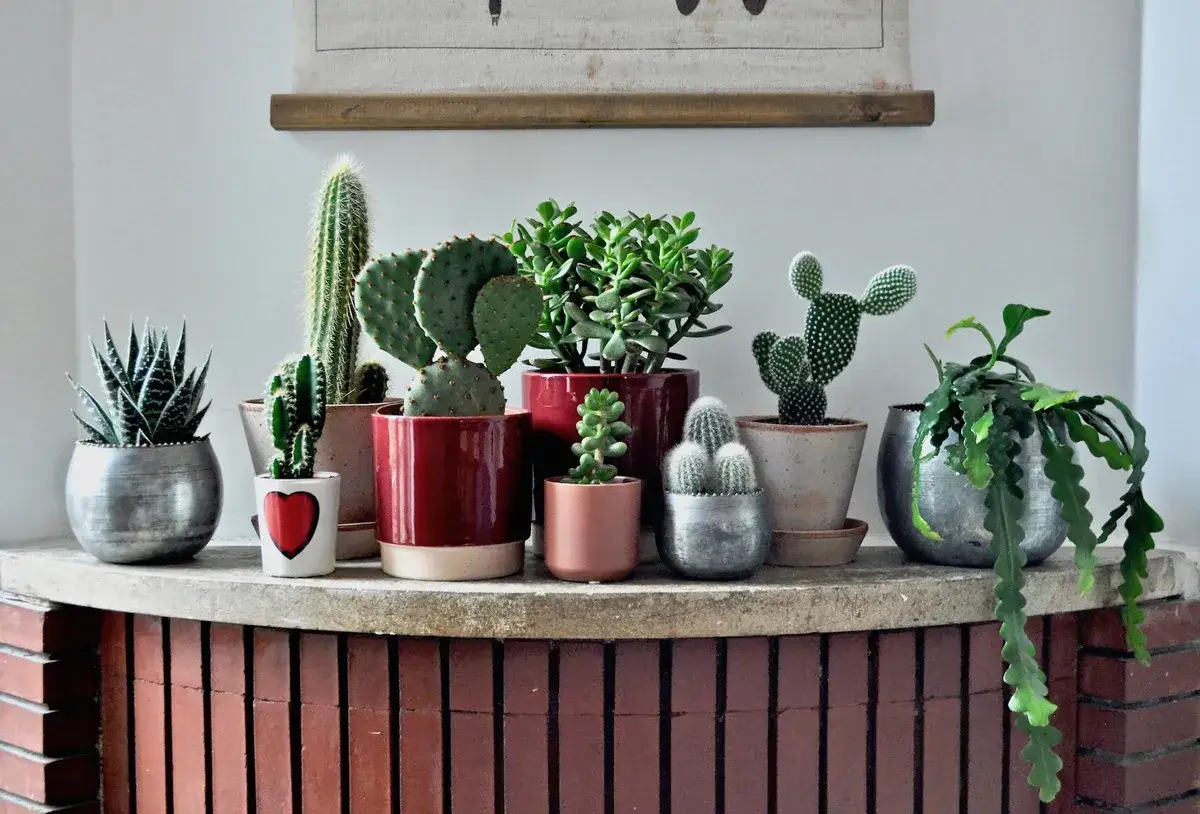 Collezione di piante grasse da interno nomi: cactus, succulente e altre varietà in vasi decorativi.