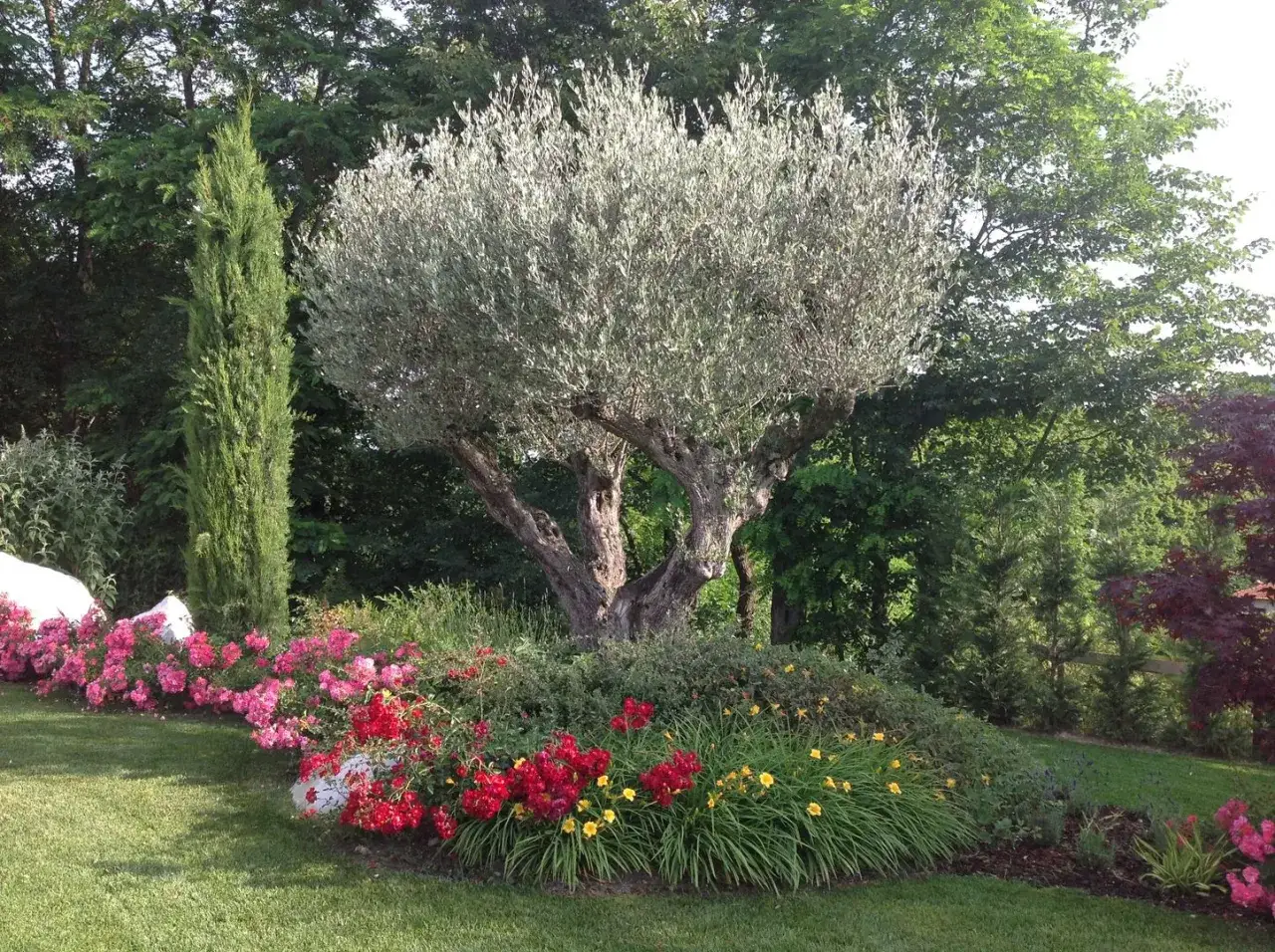 Un ulivo secolare domina un giardino rigoglioso, circondato da vari tipi di fiori: rose rosa e rosse, gigli gialli e lavanda.